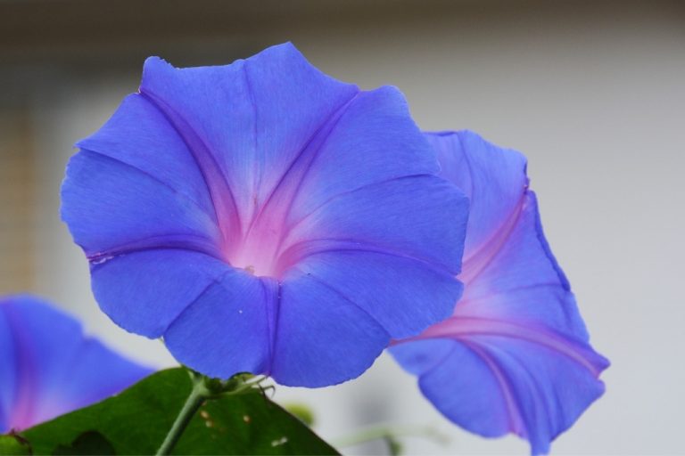 Blue Things: 50 Things That Are Blue in Nature