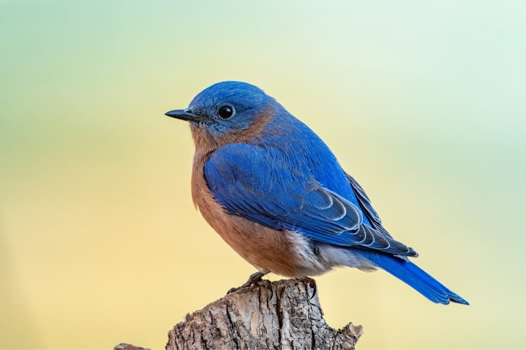 Mountain Bluebird