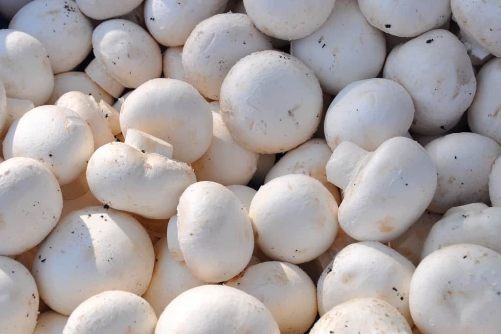White mushrooms champignon
