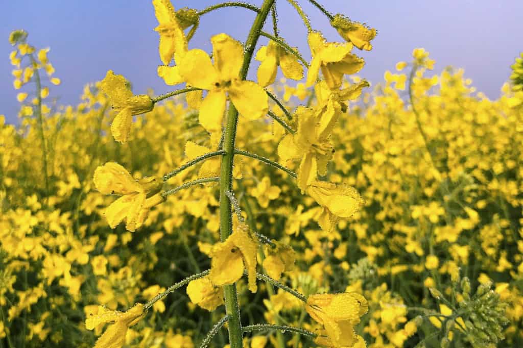 Mustard plant