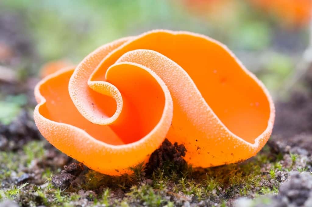 Orange peel fungus