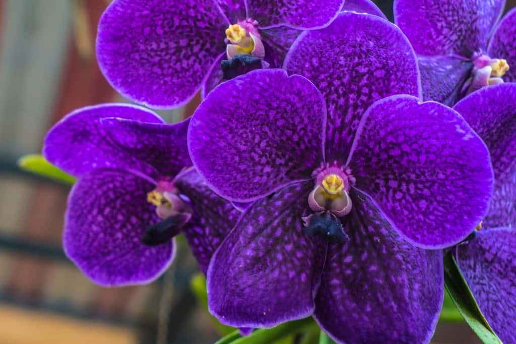 Purple orchids