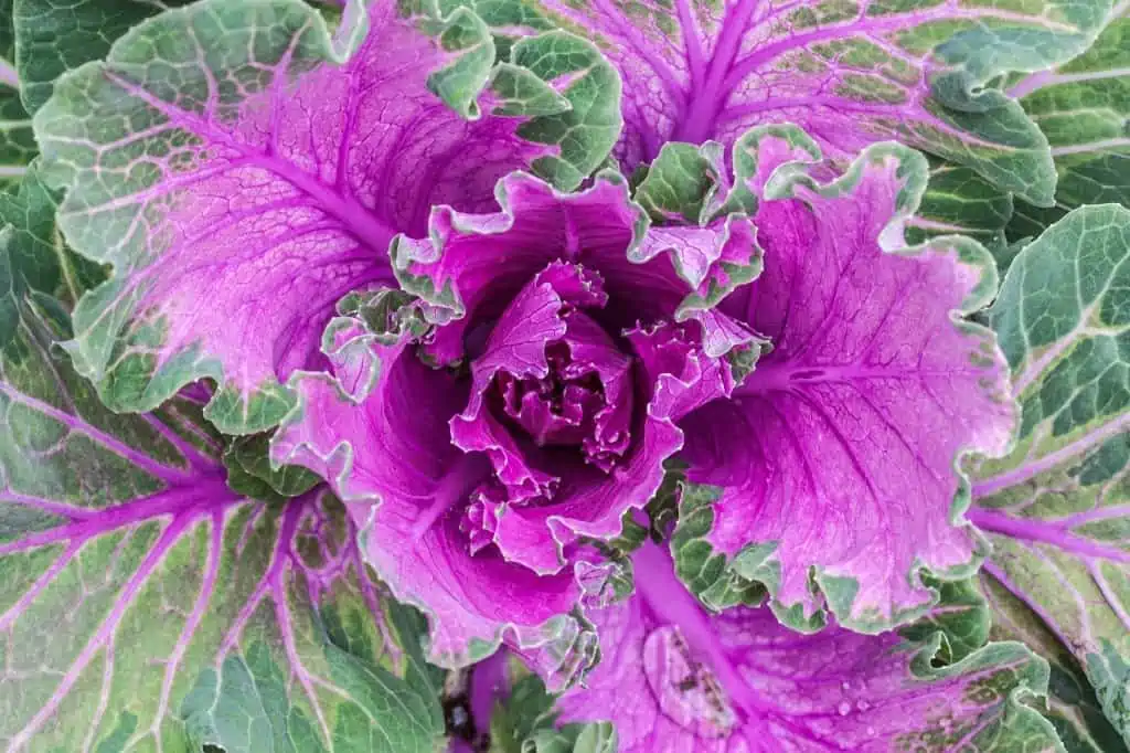 Ornamental cabbage