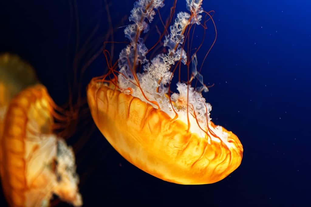 Pacific Sea Nettle