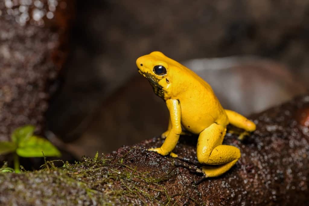 Panamanian Golden Frog