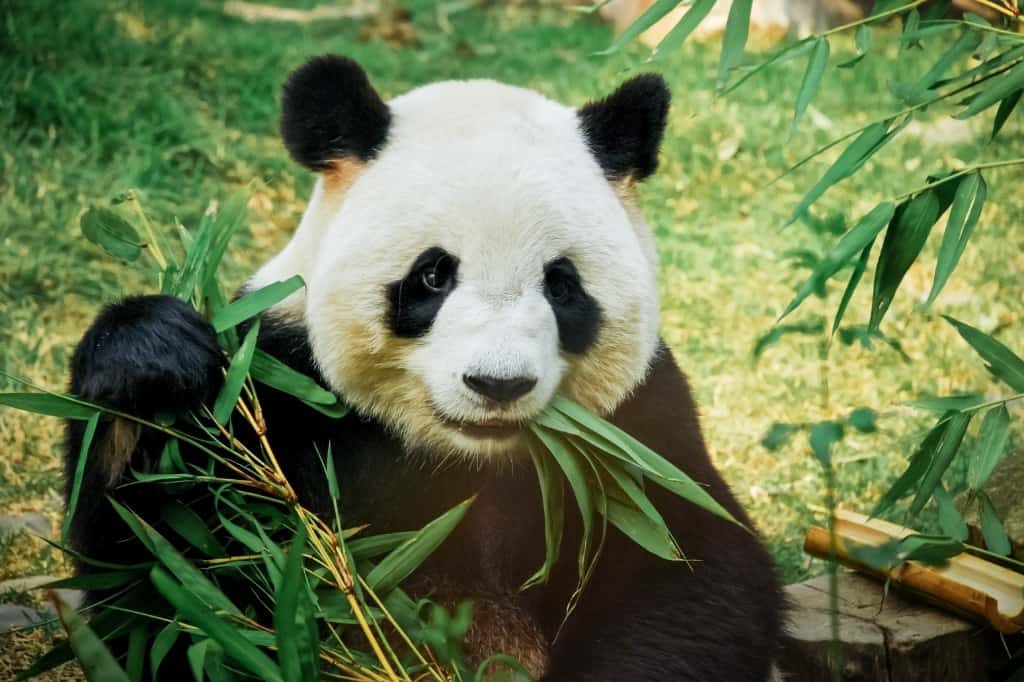 Panda bear or giant panda