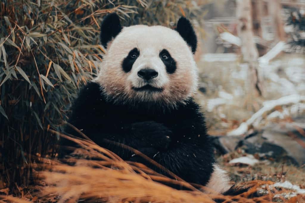 Panda bear