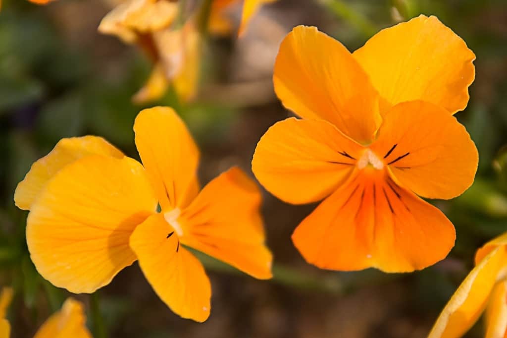 Orange pansies