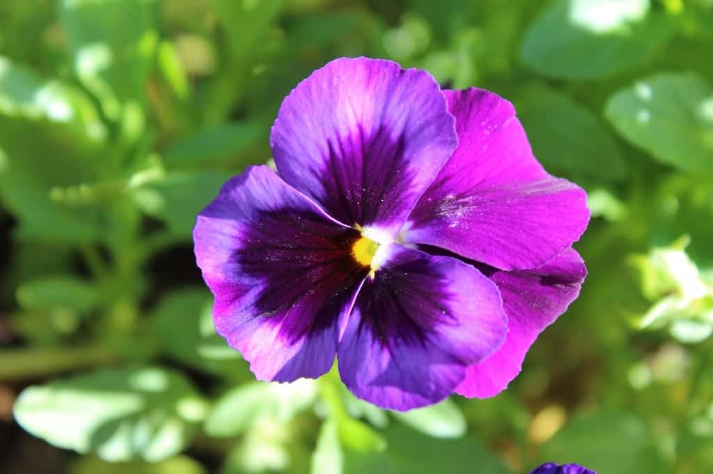 Purple pansy