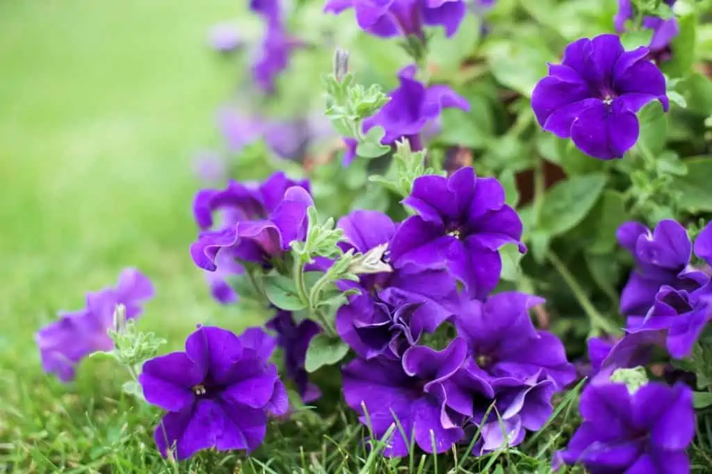 Purple petunias