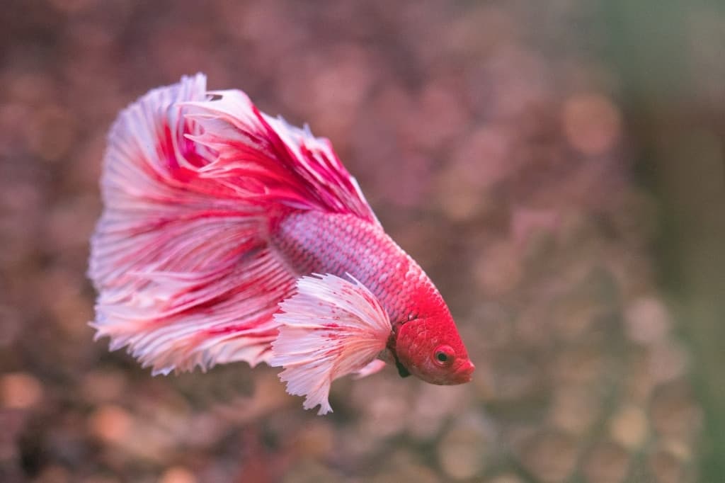 Pink betta fish