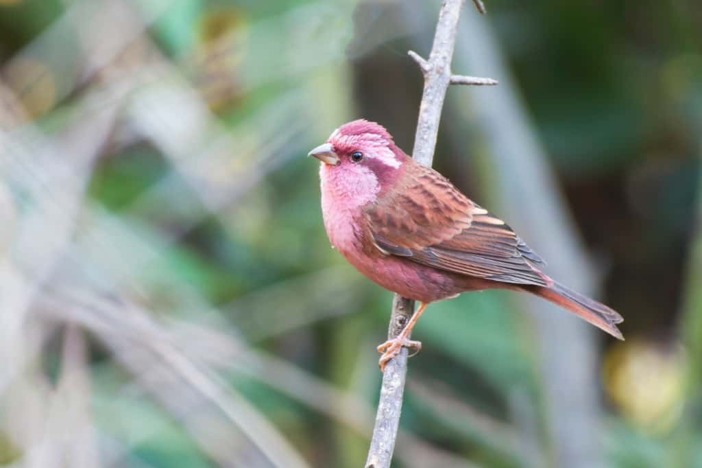Pink-Browed Rosefinch