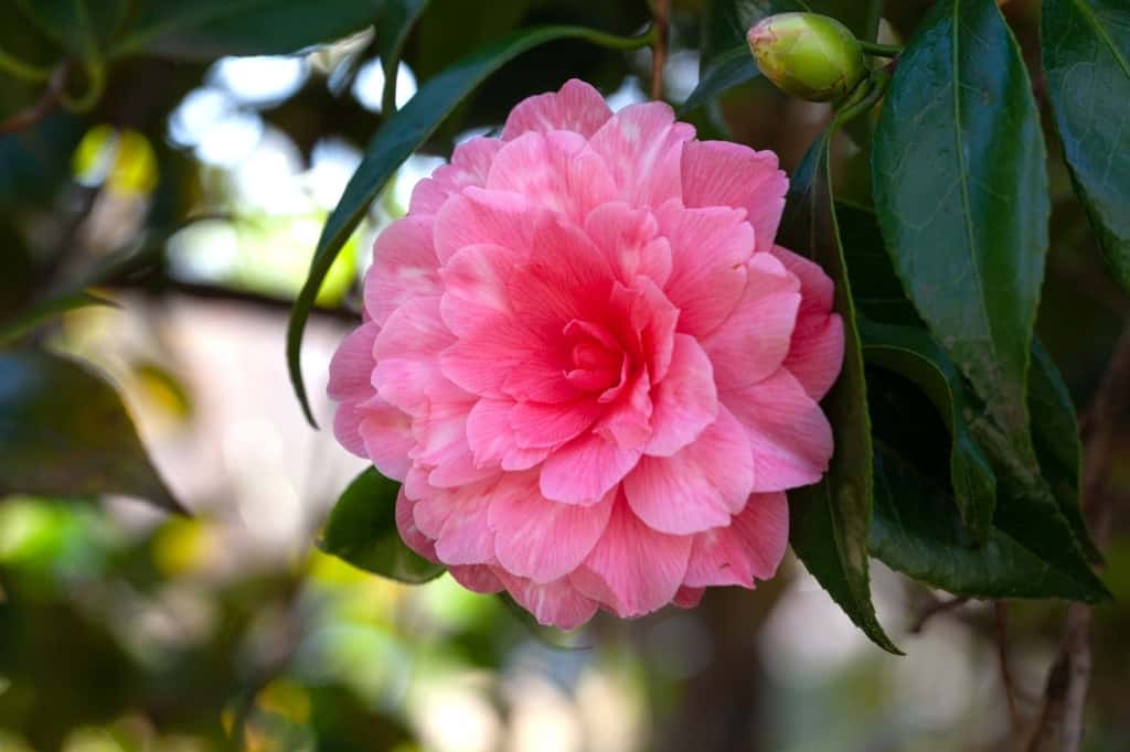 Pink Camellia flower in nature