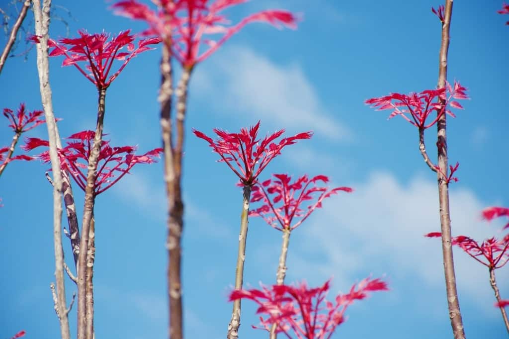 Chinese cedar or Toona sinensis