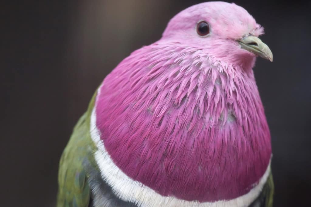 Pink-Headed Fruit Dove