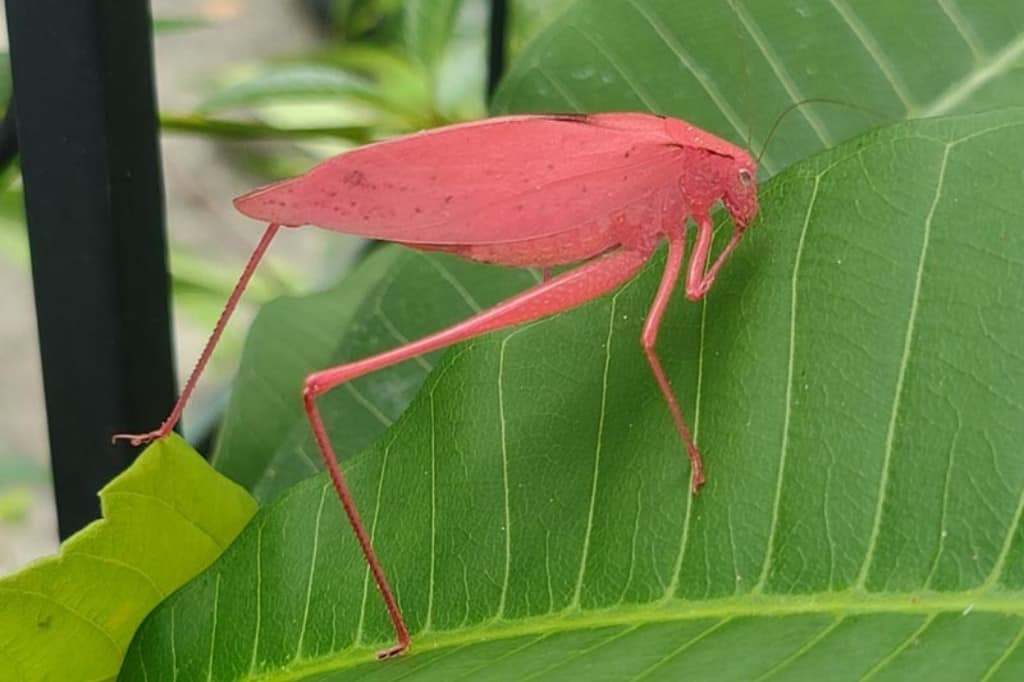 Pink Katydid