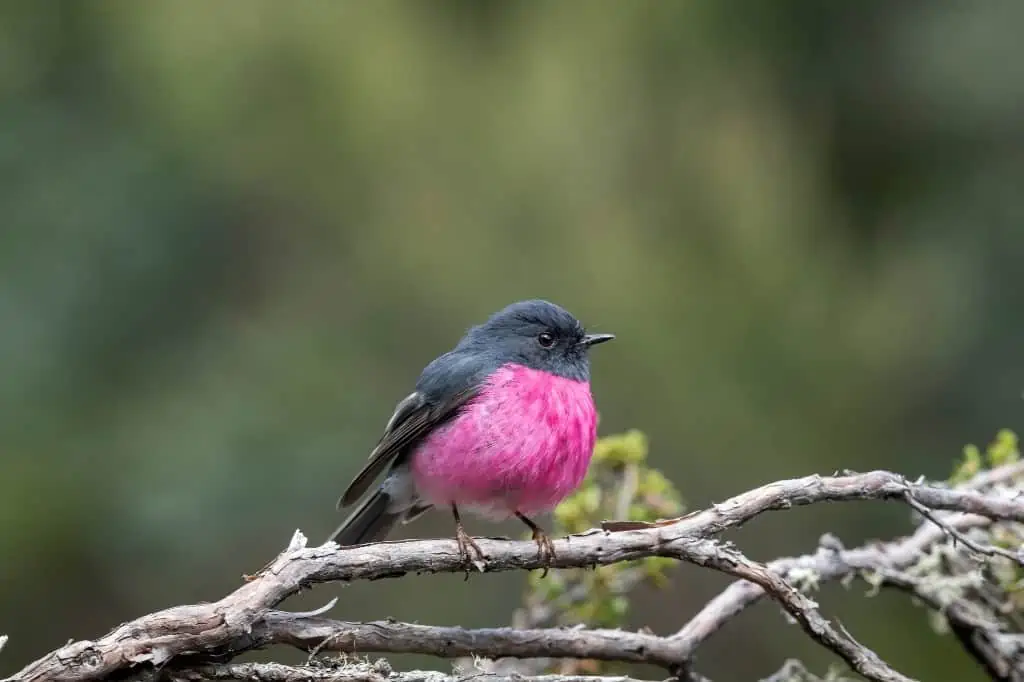 Pink robbin