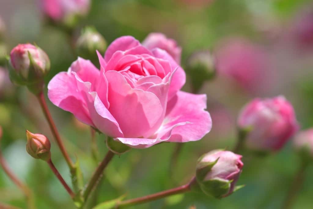 Pink Rose in nature