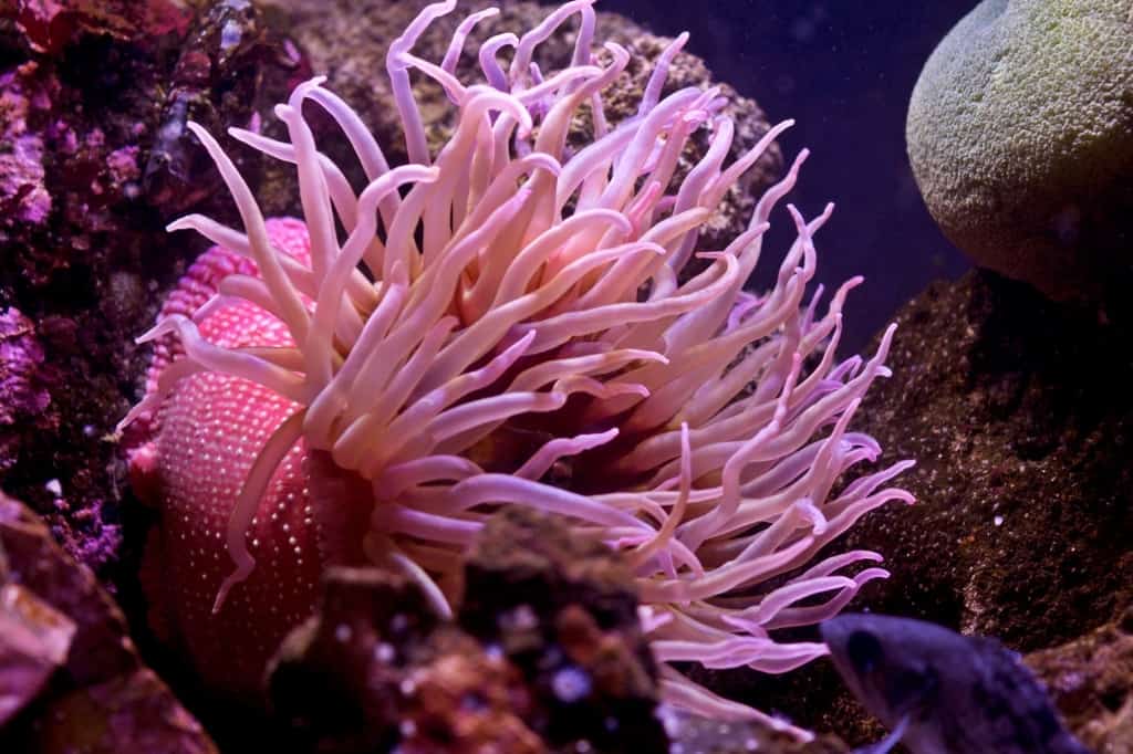 Pink sea anemone