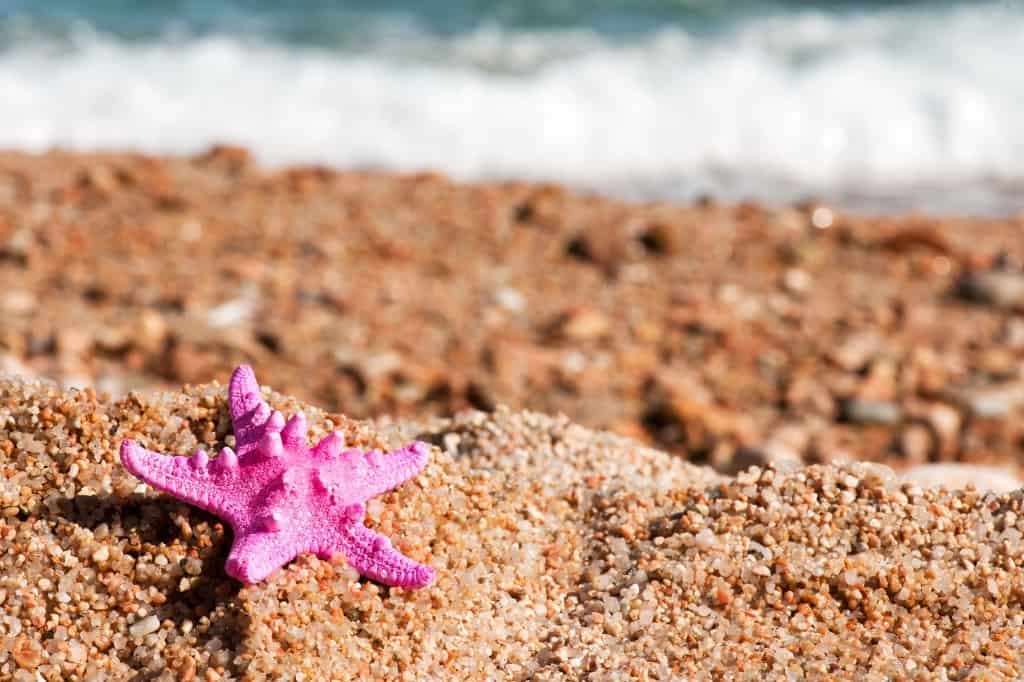 Pink starfish