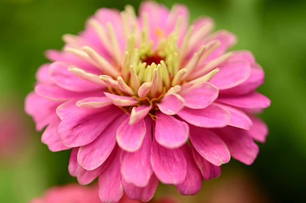 Pink zinnia flower