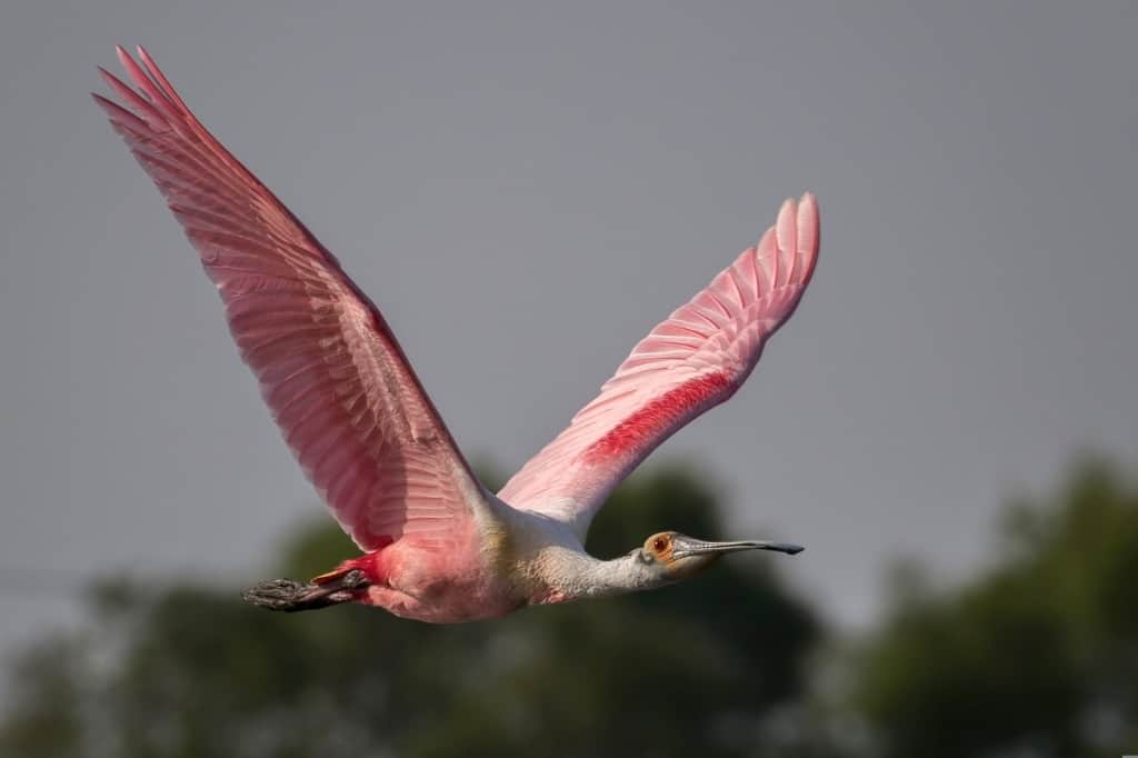 Pinkish Spoonbill