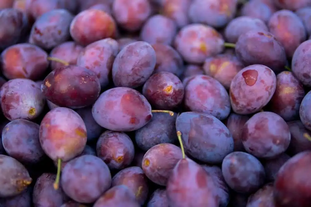 Purple Plums