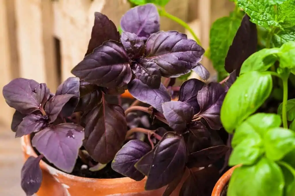 purple basil plant