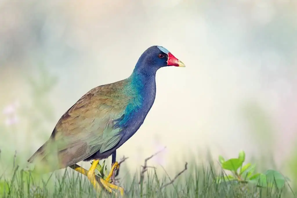 Purple Gallinule