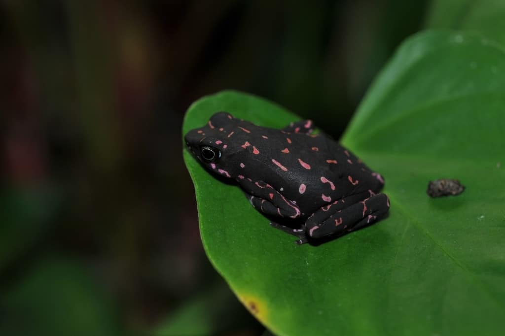 Purple Harlequin Toad