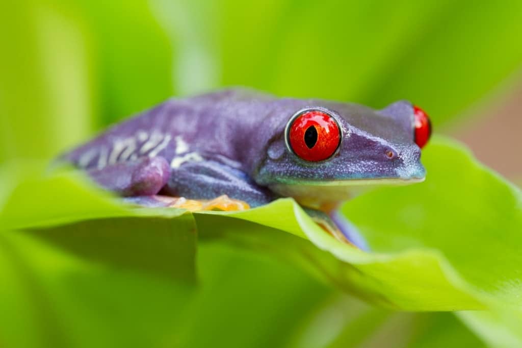 Purple red-eyed tree frog