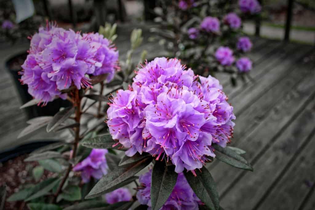 Purple Rhododendron flowers