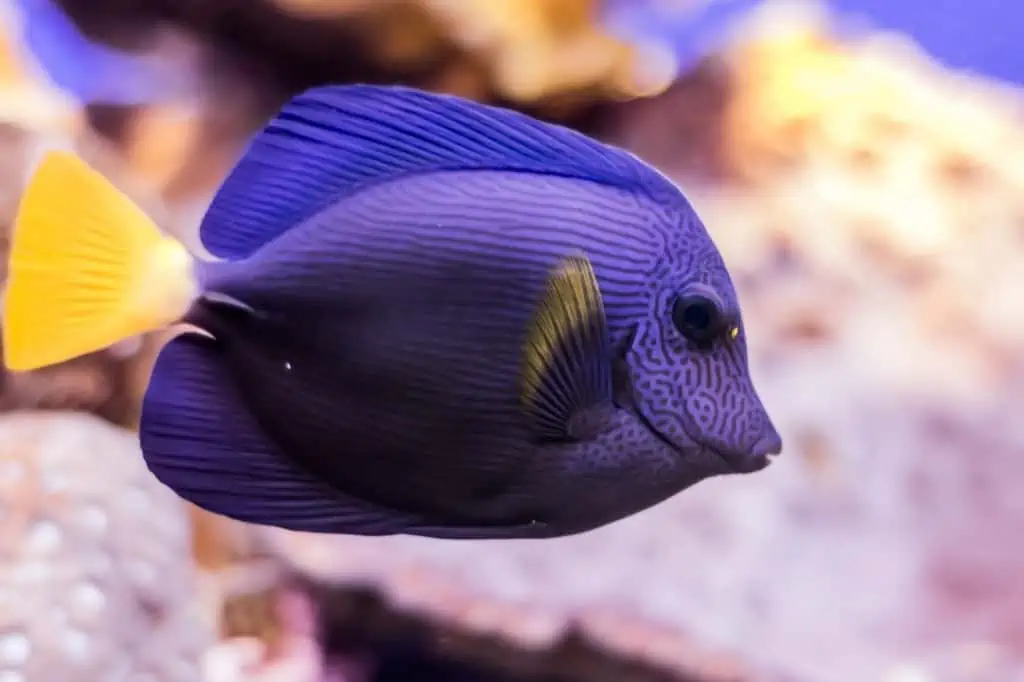 Purple tang fish