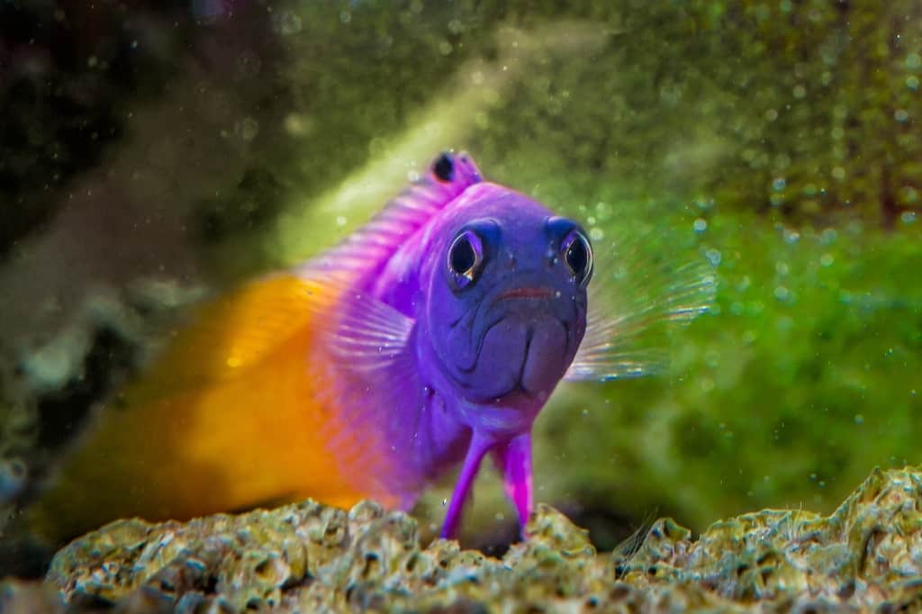 Purple yellow fish