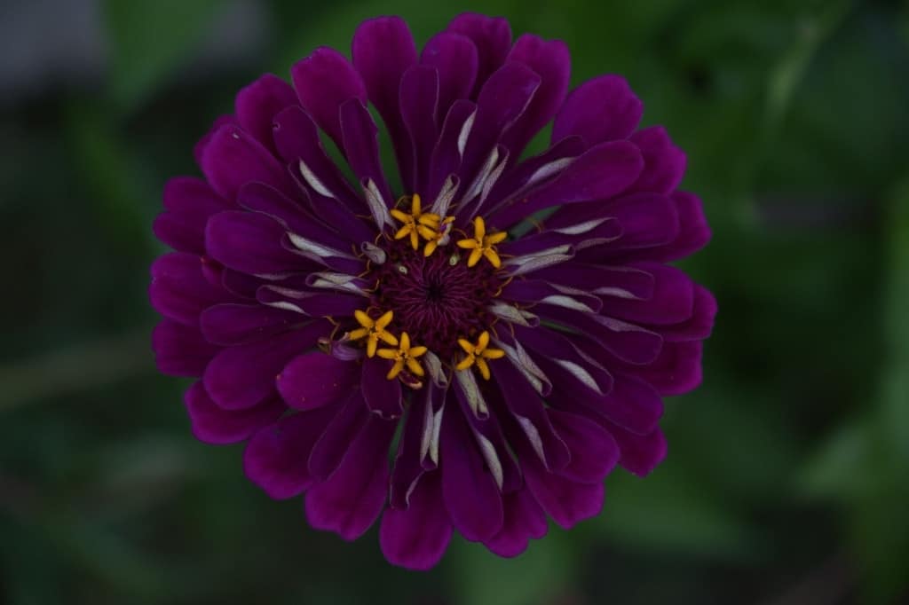 Purple zinnia flower