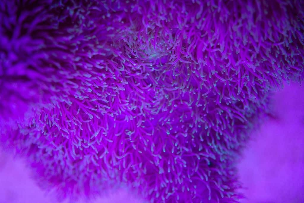 Purple coral