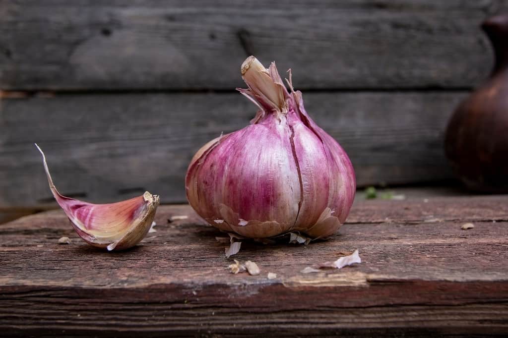 Purple garlic