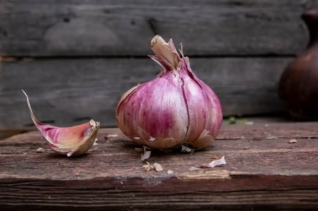 Purple garlic