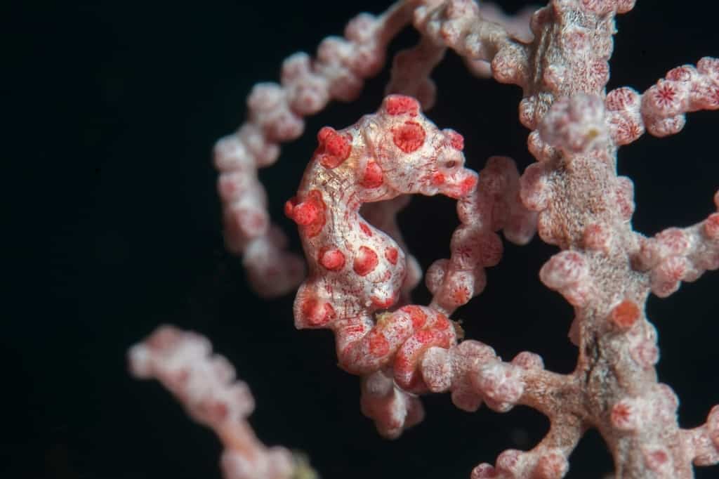 Pygmy seahorse