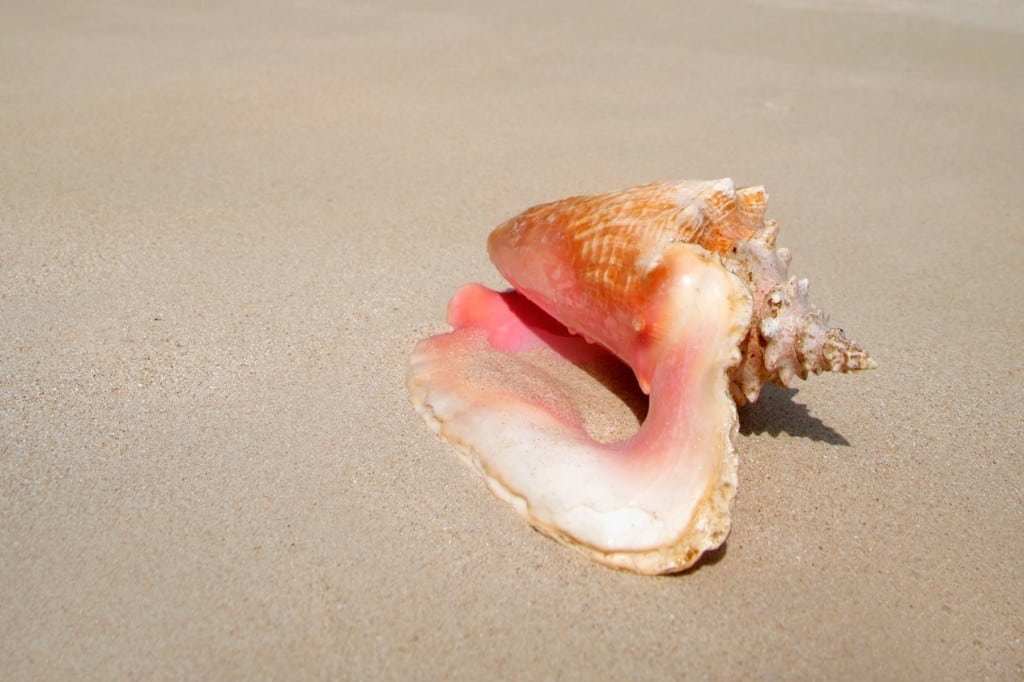 Queen conch