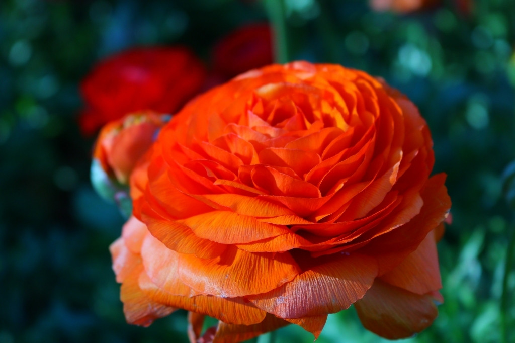 Ranunculus orange