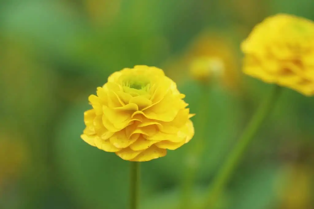 Ranunculus