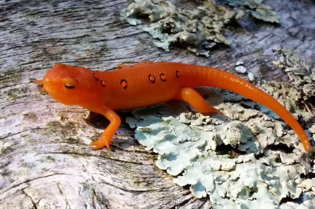 Red eft