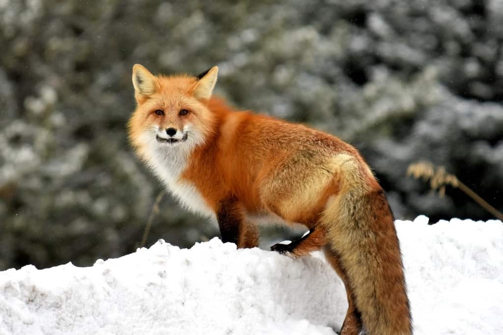 Red fox