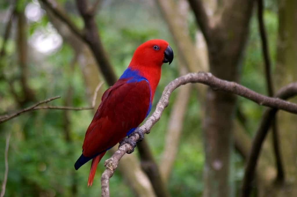 Red lory