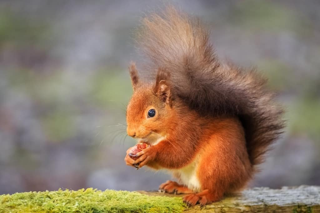 red squirrel