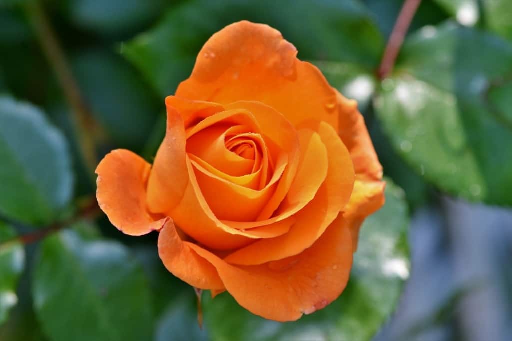 Orange rose