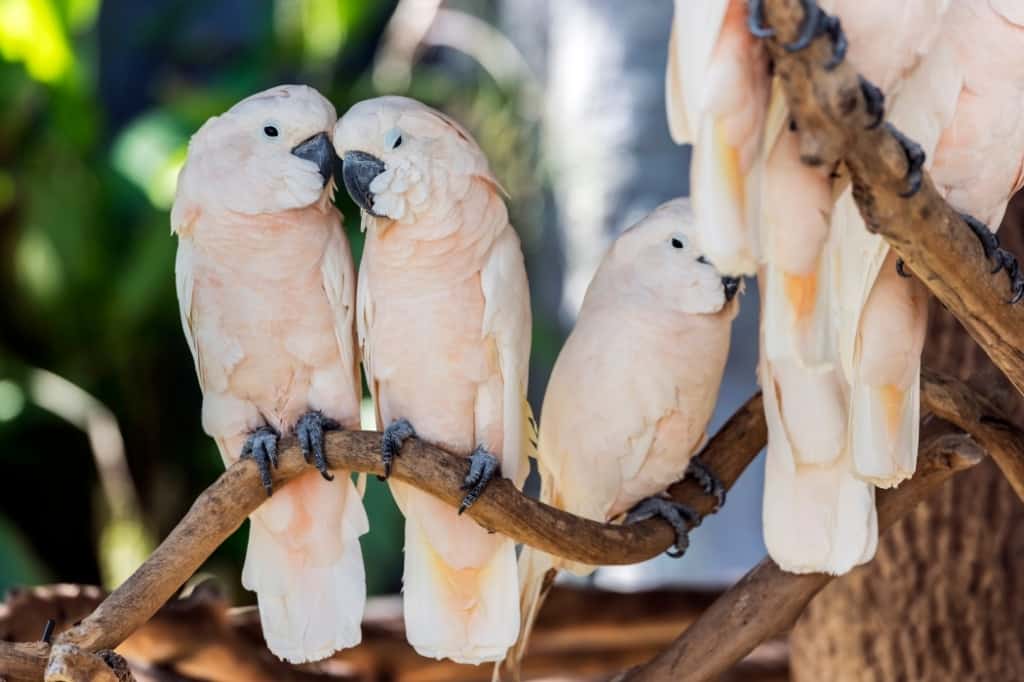 Salmon Crested Cockatoo