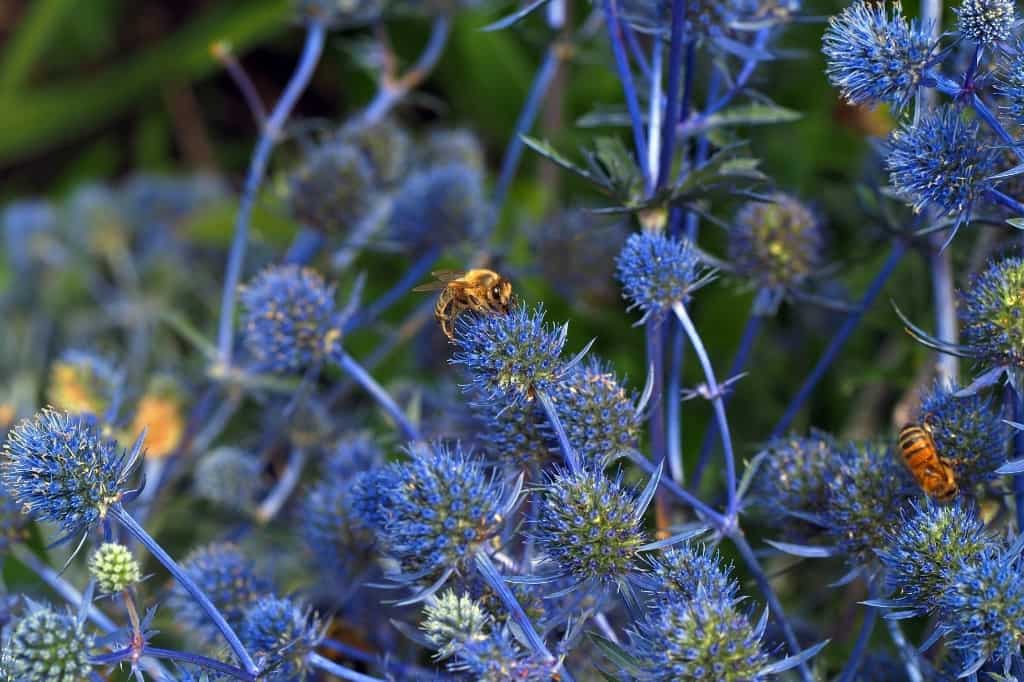 Sea Holly