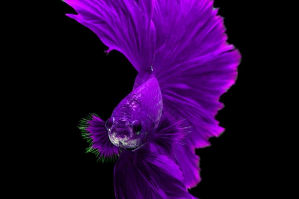 Purple siamese betta fish